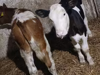Vaca, Russian Black pied cattle — foto 1
