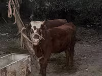 Vaca, Simmental cattle — foto 2