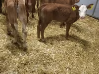 أبقار (دفعة، الجنس غير محدد), Simmental cattle — الصورة 6