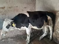 Bulle, Russian Black pied cattle — Foto 1