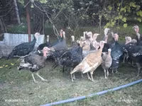 Turkeys — Foto 3