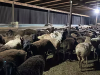 Ram, Sheep — photo 1