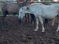Madyan, Horse breed — foto 6