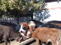 İribuynuzlu mal-qara (partiya, cinsi göstərilməyib), Swiss cattle — foto 6