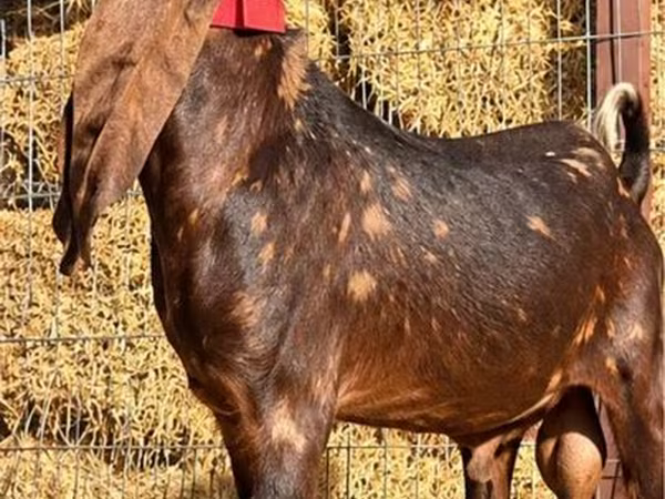Ziegenbock, Kamori goats