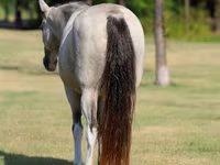 فرس, Skyros Pony — الصورة 7