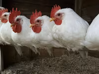 Leghorn — Foto 2