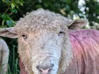 Oveja, Ovejas — foto 6