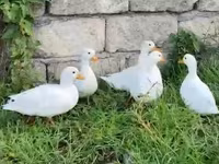Ducks — الصورة 3