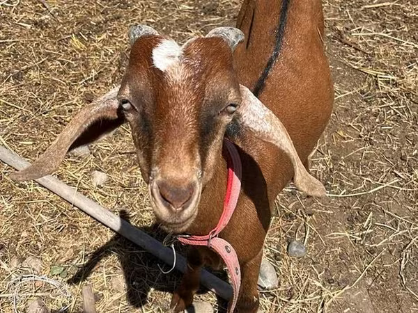 Keçi, Nubian Goat