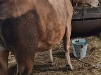 Сиыр, Swiss cattle — 5-сурет