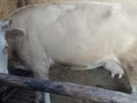 بقرة, Latvian Blue cattle — الصورة 1