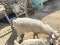 تيس, الماعز — الصورة 4