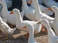 Ducks — Foto 5