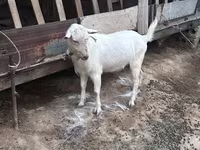 Cabra, Cabras — foto 3