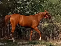 فرس, Arabian horse — الصورة 2