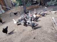 Chickens — फ़ोटो 6