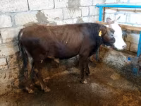 公牛, Red-spotted breed — 照片 8