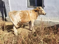 Buqa, Qoramol — 1-rasm