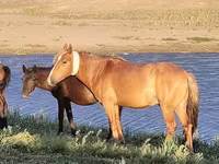 Horse (M), Kazakh horse — photo 1