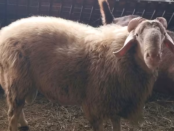 公羊, Assaf sheep