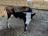 Vaca, Raza rojo-moteada — foto 1