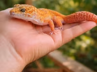Leopard gekko – narıncı çalarların üstünlük təşkil etdiyi gözoxşayan — фото 2