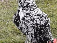 Chickens — foto 8