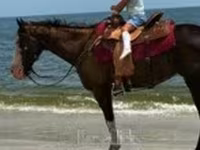 Бие, American paint horse — 1-сурет