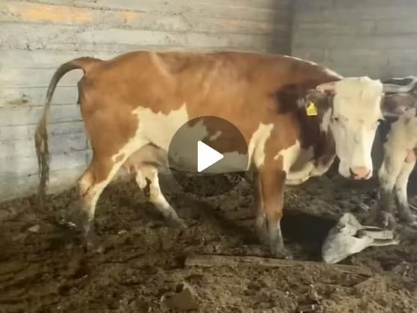 بقرة, Latvian Blue cattle