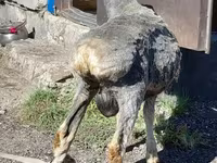 كبش, Edilbay sheep — الصورة 3