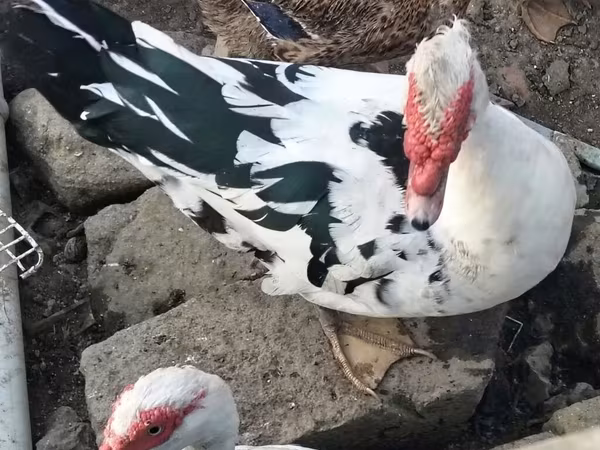 Ducks