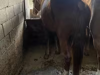 Hengst, Kazakh horse — Foto 6