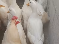 Hausente — Foto 3
