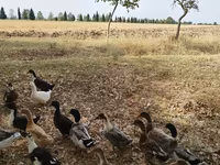 Deutscher Pekin — Foto 4