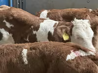 Bovinos (lote, sexo no especificado), Simmental cattle — foto 7