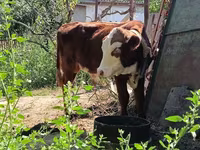Bulle, Kasachische Weißkopfkuh — Foto 3