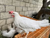 Leghorn — foto 2