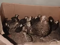 Turkeys — الصورة 5
