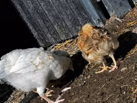 Chickens — 4-rasm