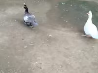 Ducks — Foto 2