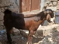 عنزة, الماعز — الصورة 2