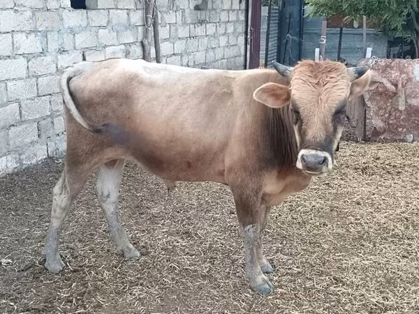 Bulle, Wilder Yak