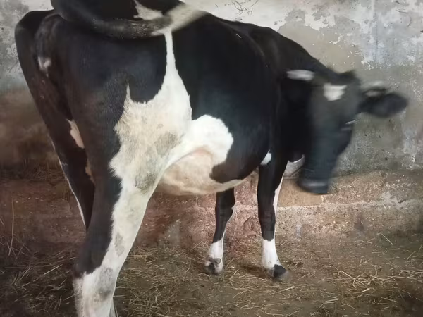 Sigir, Russian Black pied cattle
