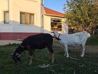 Коза, Saanen goat — фото 2