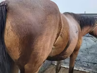 Mare, Horses — photo 1