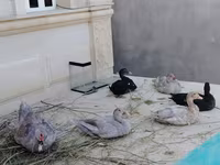 Hausente — Foto 1