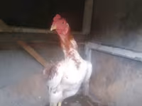 Chickens — foto 4