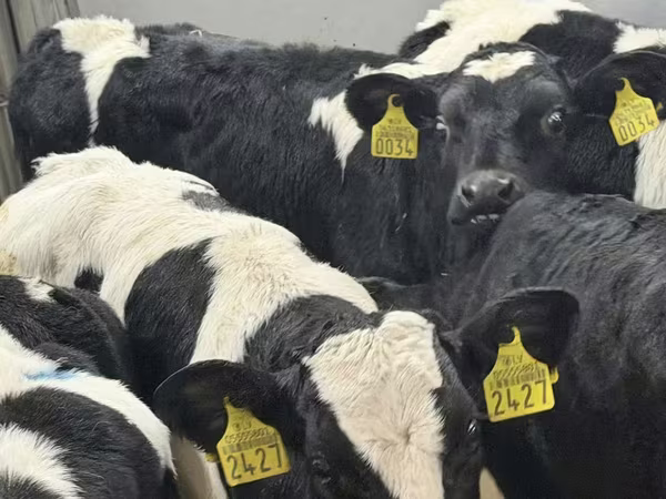 أبقار (دفعة، الجنس غير محدد), Russian Black pied cattle