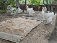 Brahma — photo 1
